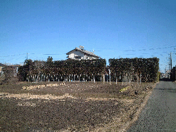 写真　生垣