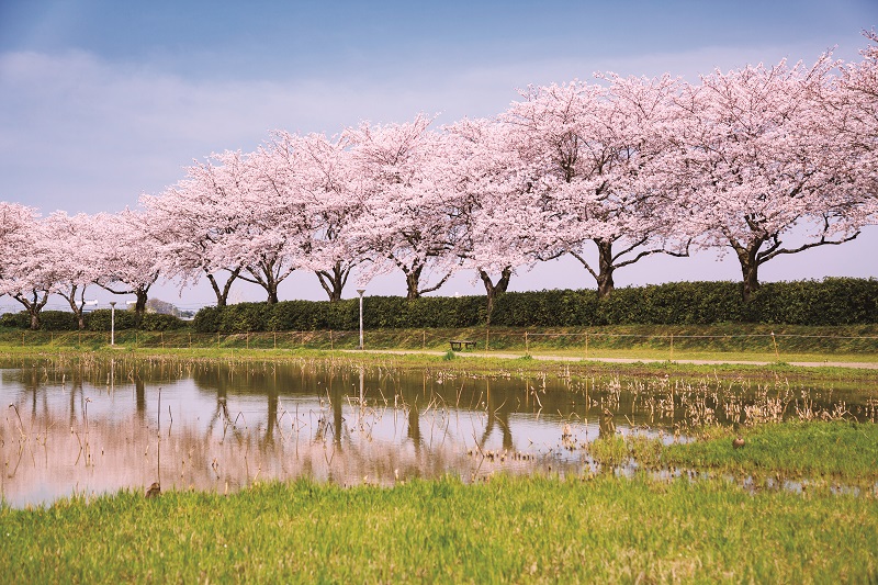中井沼の桜