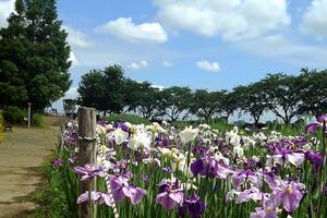 中井沼の花しょうぶ