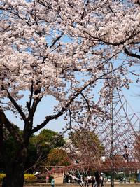 沼部公園の桜