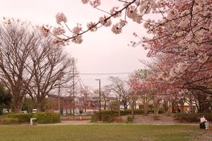 沼辺公園の桜