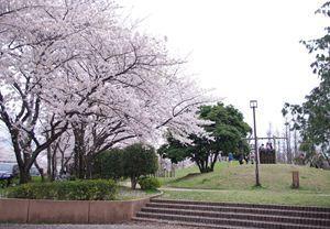 関公園の桜